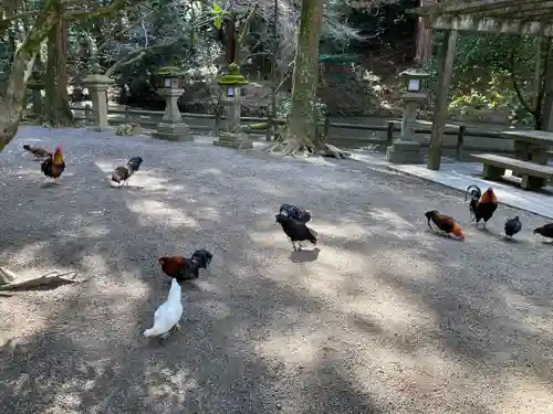 石上神宮の動物