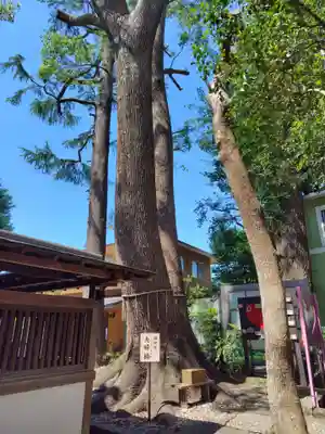鳩ヶ谷氷川神社(埼玉県)