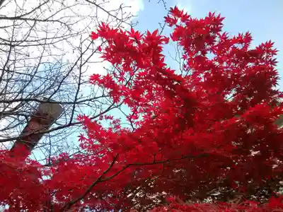 彌彦神社 (伊夜日子神社)の食事