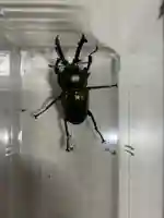 安用寺(愛知県)