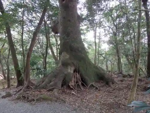 伊勢神宮外宮（豊受大神宮）の自然