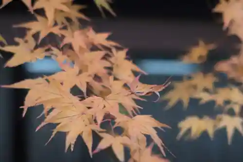 石清水八幡宮の自然