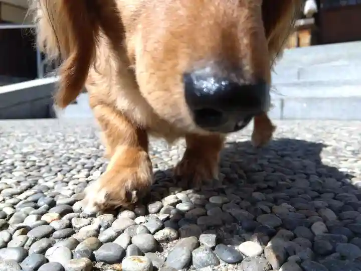 杉杜白髭神社(福井県)
