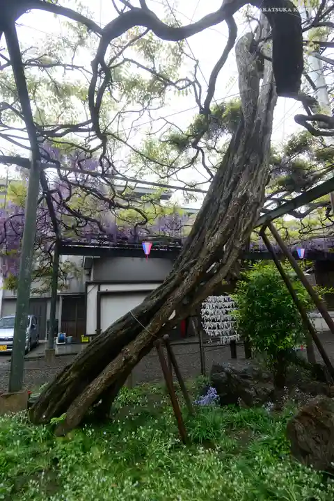 國領神社の自然