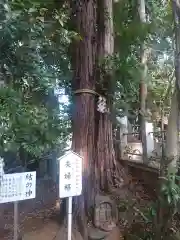 座間神社(神奈川県)