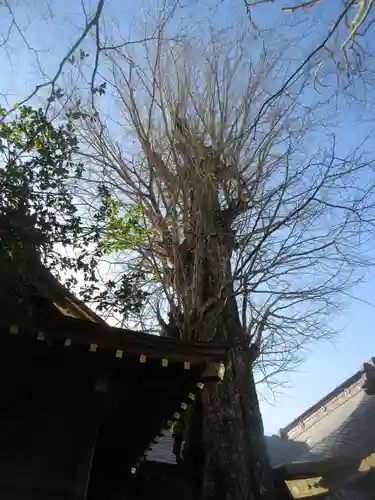 麻賀多神社(千葉県)