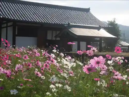 般若寺 ❁﻿コスモス寺❁(奈良県)