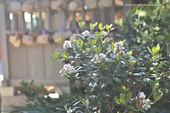 森戸大明神(森戸神社)の自然