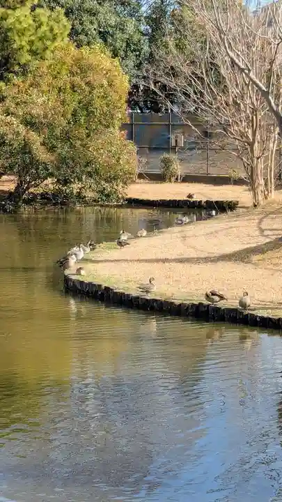 菊田神社の動物