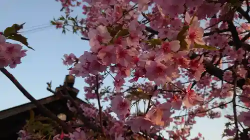 朝日氷川神社の自然