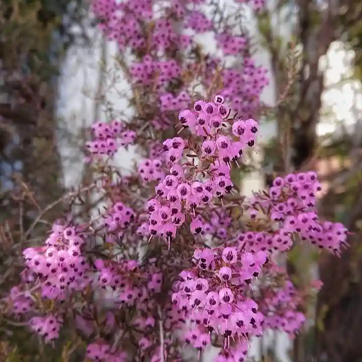 神明社(国府宮神明社)の周辺