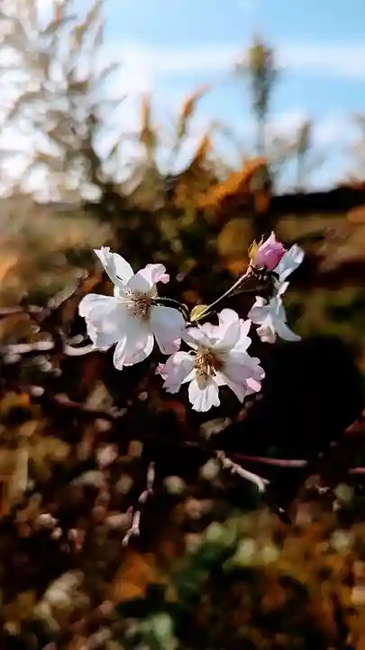 飯綱神社の自然