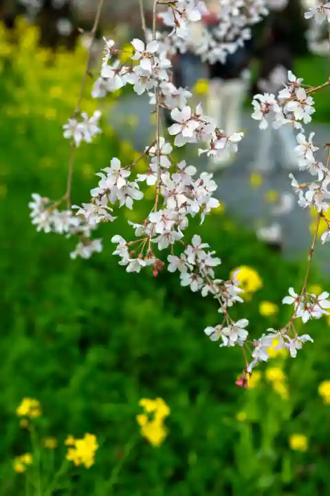 平野神社(京都府)