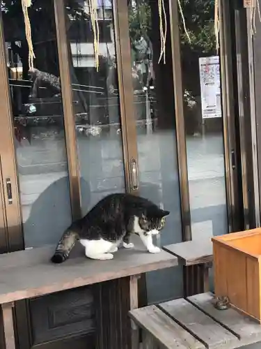 龍ケ崎八坂神社の動物