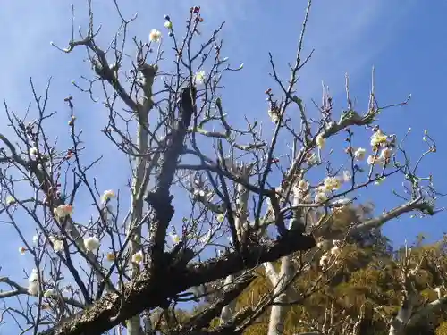浄光明寺の自然