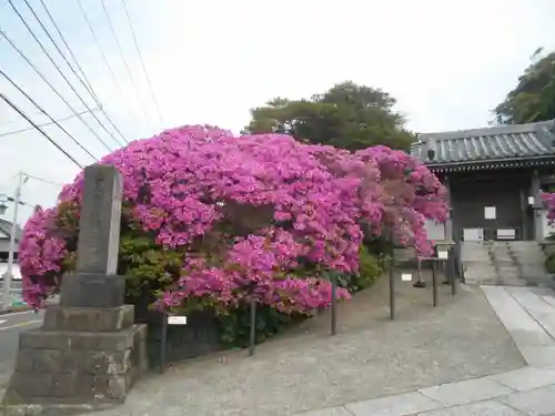 安養院　(田代寺）の山門