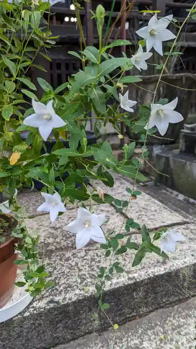 行願寺(革堂)(京都府)