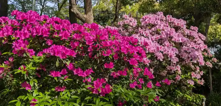 長良八劔社の{uncategorized: "未分類", other: "その他", undefined: "問題あり", building: "その他建物", grave: "お墓", sacred_gate: "鳥居", guardian: "狛犬", statue: "像", buddha: "仏像", history: "歴史", nature: "自然", garden: "庭園", animal: "動物", pagoda: "塔", temizu: "手水舎", mountain_gate: "山門・神門", sanctuary: "本殿・本堂", subordinate: "末社・摂社", art: "芸術", scenery: "景色", jizo: "地蔵", ema: "絵馬", goshuin: "御朱印", omikuji: "おみくじ", items: "授与品その他", amulet: "お守り", goshuincho: "御朱印帳", eats: "食事", festival: "お祭り", votive_dance: "神楽", shichigosan: "七五三参", wedding: "結婚式", experience: "体験その他", initially: "初詣", around: "周辺", anti_infection: "感染症対策"}