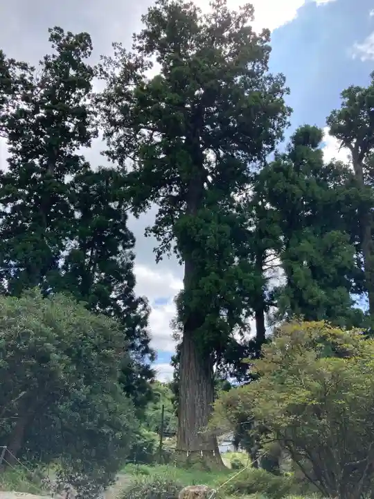 村山浅間神社の自然