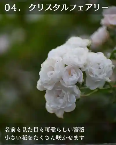 宝光寺(北海道)