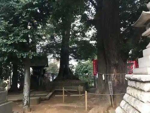 諏訪神社の自然