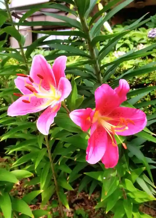 本郷氷川神社(東京都)