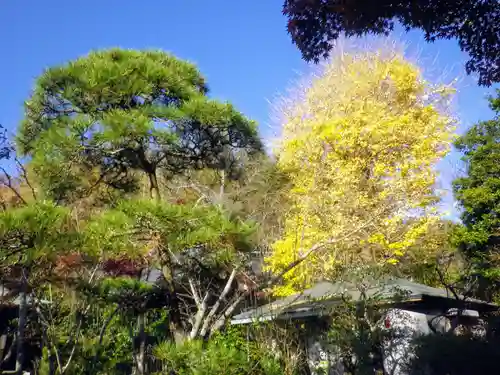 浄光明寺の自然