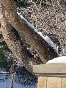 留辺蘂神社の動物(2024年04月14日(日) 19時21分47秒投稿)