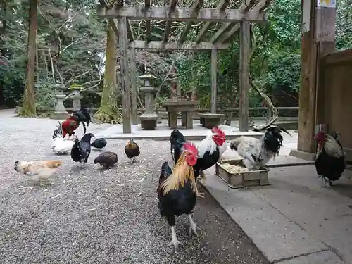 石上神宮の動物