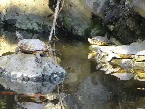 平塚八幡宮の動物