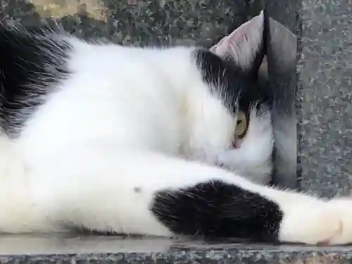 王子神社の動物
