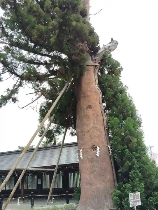 吉備津彦神社の自然