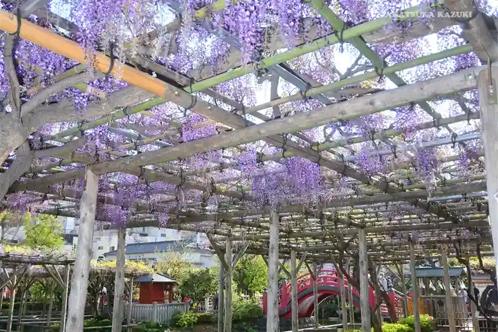 亀戸天神社の庭園