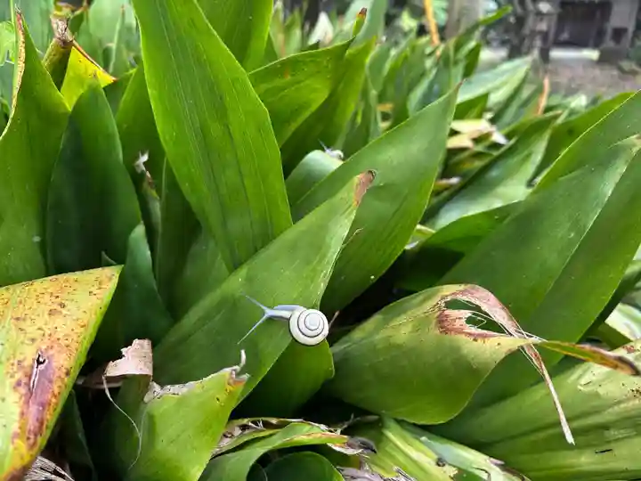 たこ神社(島根県)
