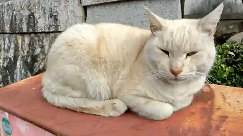 最上稲荷山妙教寺の動物