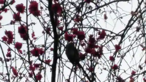 牛天神北野神社の動物