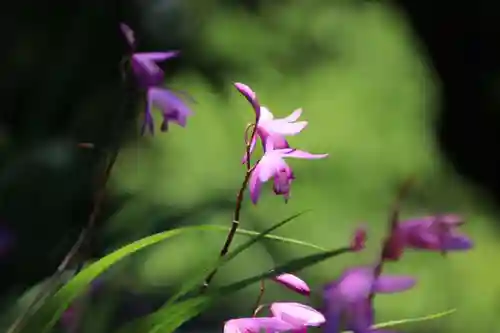開成山大神宮の自然
