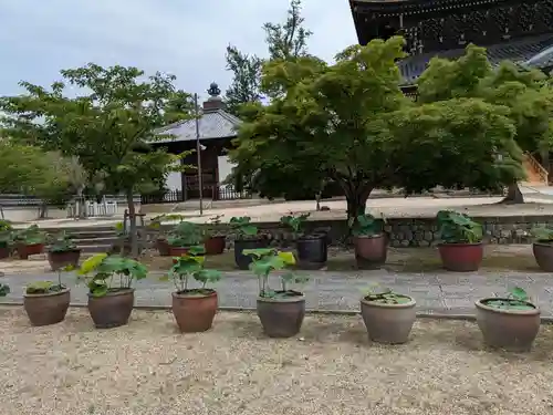 本山専修寺(三重県)
