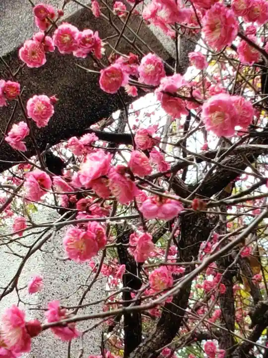 牛天神北野神社(東京都)