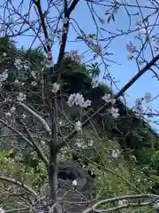 日枝神社の自然
