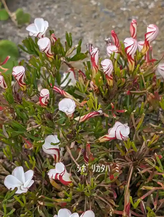 慶運寺(神奈川県)