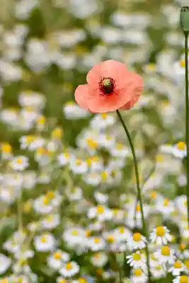 氷川女體神社(埼玉県)