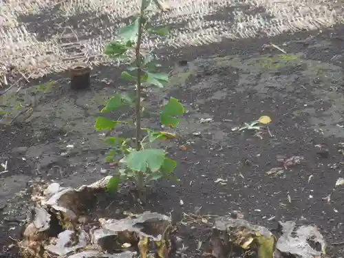 鶴岡八幡宮の自然