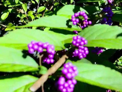 青龍山 吉祥寺の自然