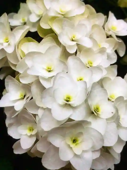 鳩森八幡神社の自然