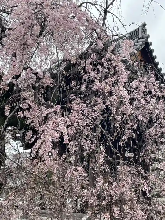 吉祥寺(東京都)