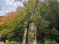 貴船神社結社(京都府)