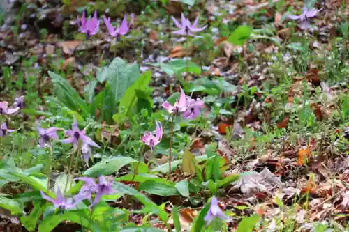 三春大神宮の自然