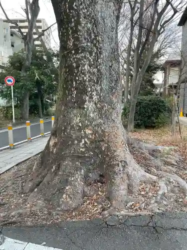 氷川神社の{uncategorized: "未分類", other: "その他", undefined: "問題あり", building: "その他建物", grave: "お墓", sacred_gate: "鳥居", guardian: "狛犬", statue: "像", buddha: "仏像", history: "歴史", nature: "自然", garden: "庭園", animal: "動物", pagoda: "塔", temizu: "手水舎", mountain_gate: "山門・神門", sanctuary: "本殿・本堂", subordinate: "末社・摂社", art: "芸術", scenery: "景色", jizo: "地蔵", ema: "絵馬", goshuin: "御朱印", omikuji: "おみくじ", items: "授与品その他", amulet: "お守り", goshuincho: "御朱印帳", eats: "食事", festival: "お祭り", votive_dance: "神楽", shichigosan: "七五三参", wedding: "結婚式", experience: "体験その他", initially: "初詣", around: "周辺", anti_infection: "感染症対策"}