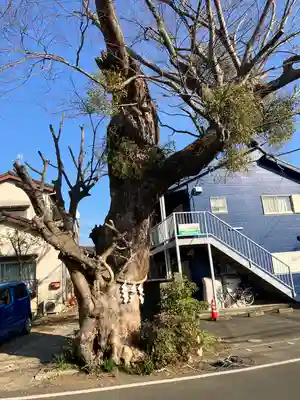 相模国総社六所神社(神奈川県)